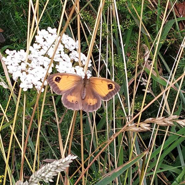 gatekeeper butterfly