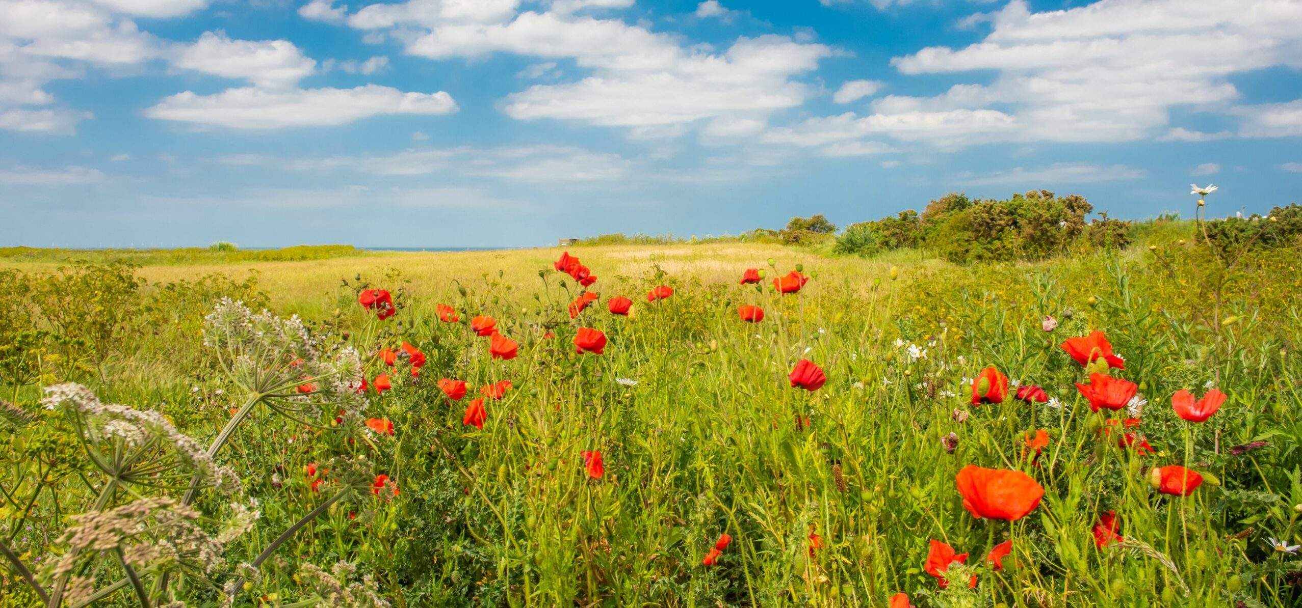 Woodhill Poppy field