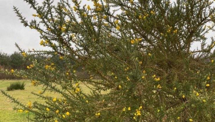 Gorse